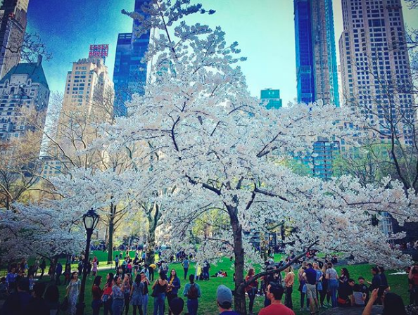 Photo of a blooming tree in Central Park New York City in spring